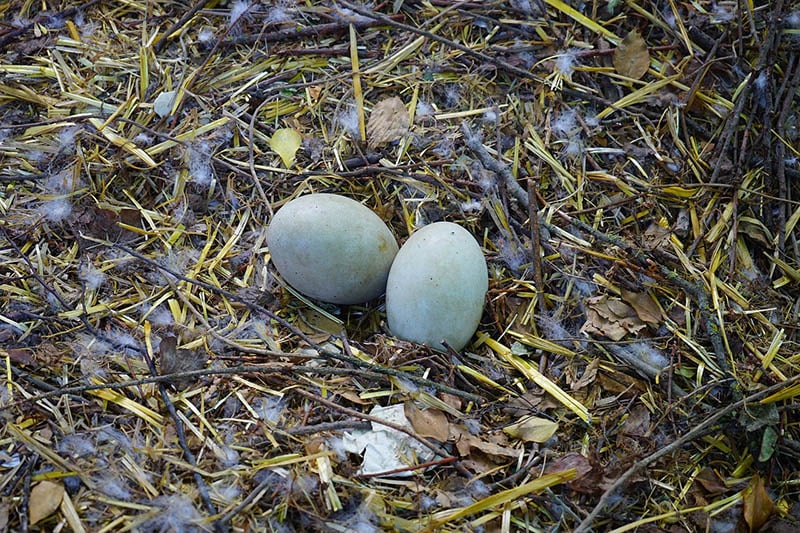swan eggs