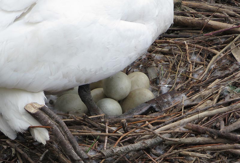 When Do Swans Lay Eggs, and How Many Do They Lay? - Optics Mag