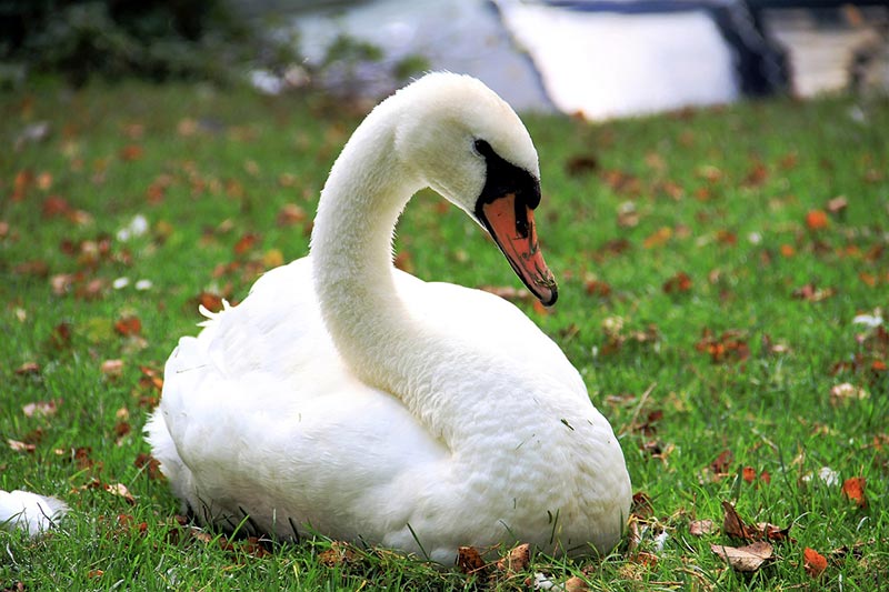 Do Swans Have Teeth? Anatomy, Facts, & FAQ - Optics Mag