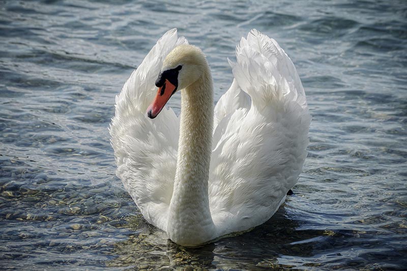 swan on shallow waters