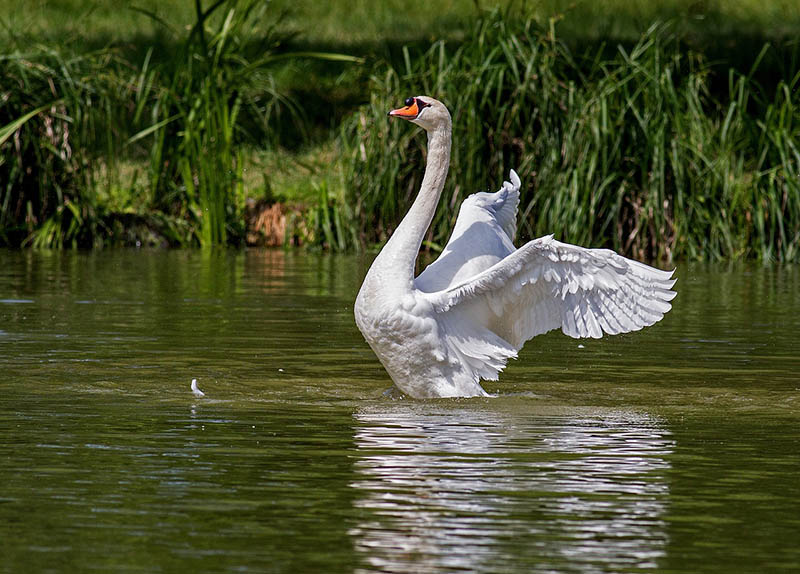 swan spreading its wings in the water