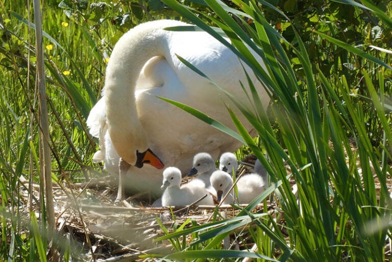How Long Do Swans Live? (Swan Lifespan) Optics Mag