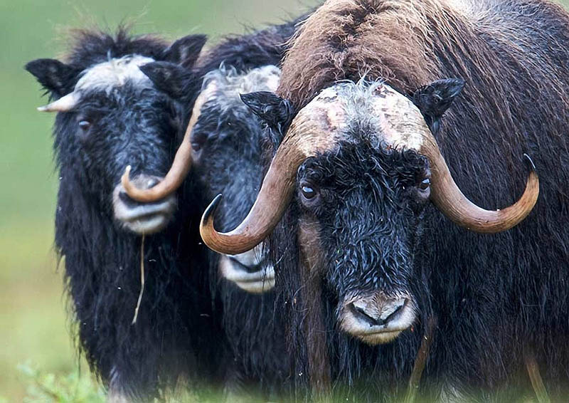 three muskox up close