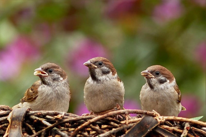 three young house sparrows sitting in nest