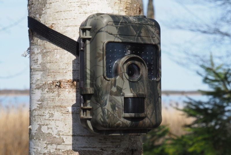 trail camera on tree
