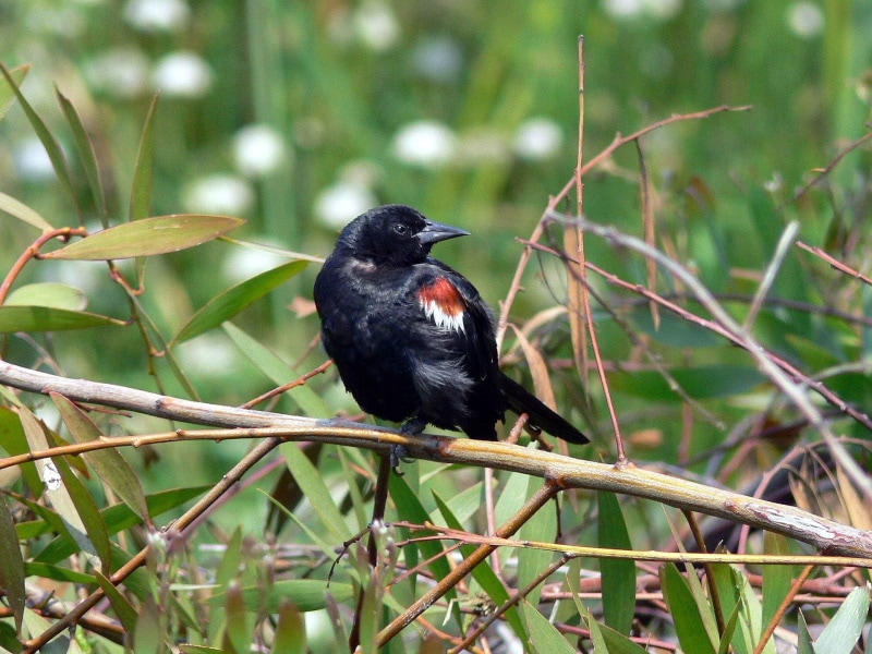 tricolored blackbird perching