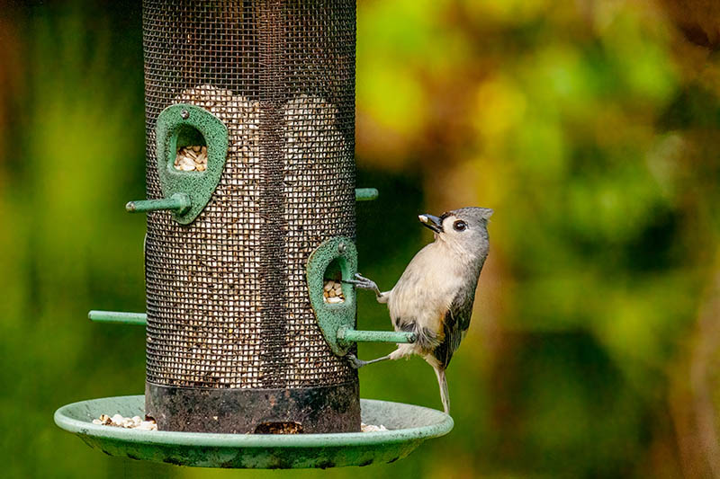 tufted titmouse on bird feeder