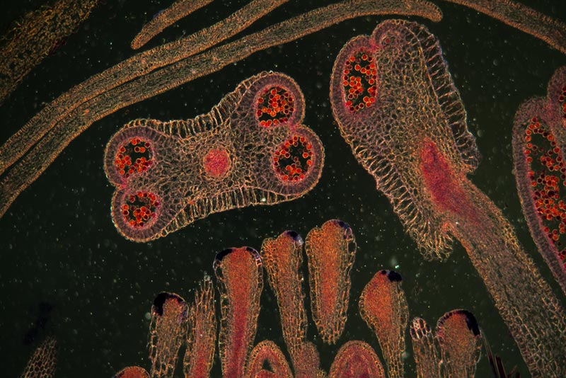 tulip blossom under a dark field microscope