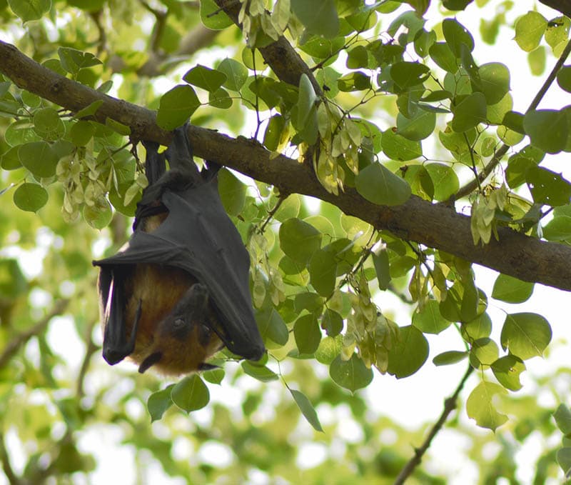 vampire bat on a tree branch