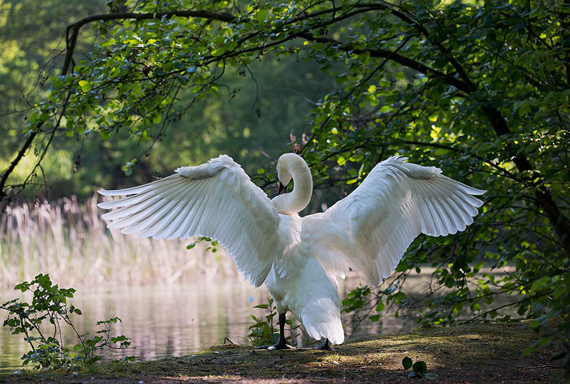white swan spreading its wings