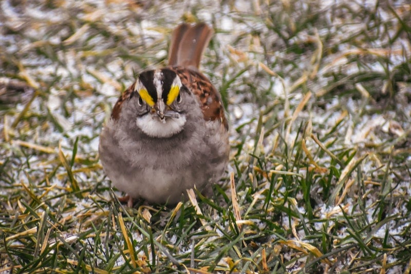 A Yellow-browed sparrow on the ground