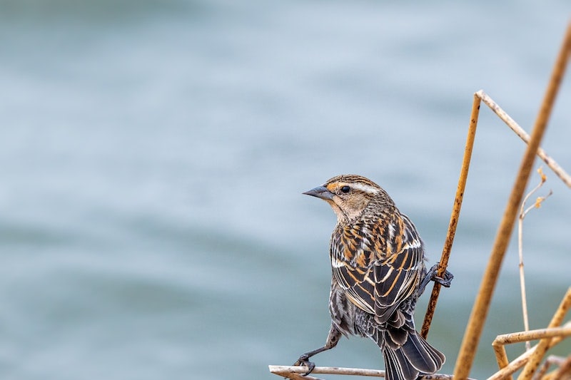 A yellow-browed Sparrow in the marsh