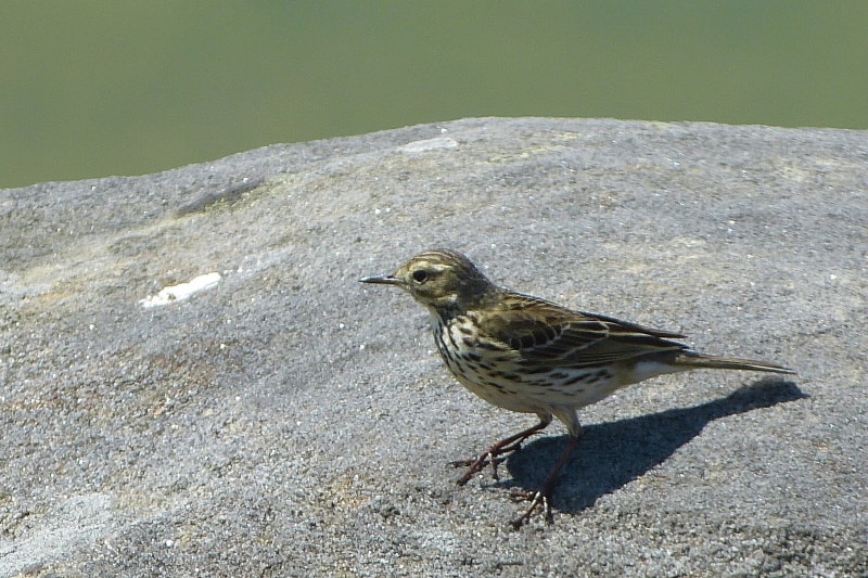 American pipit standing on big rock