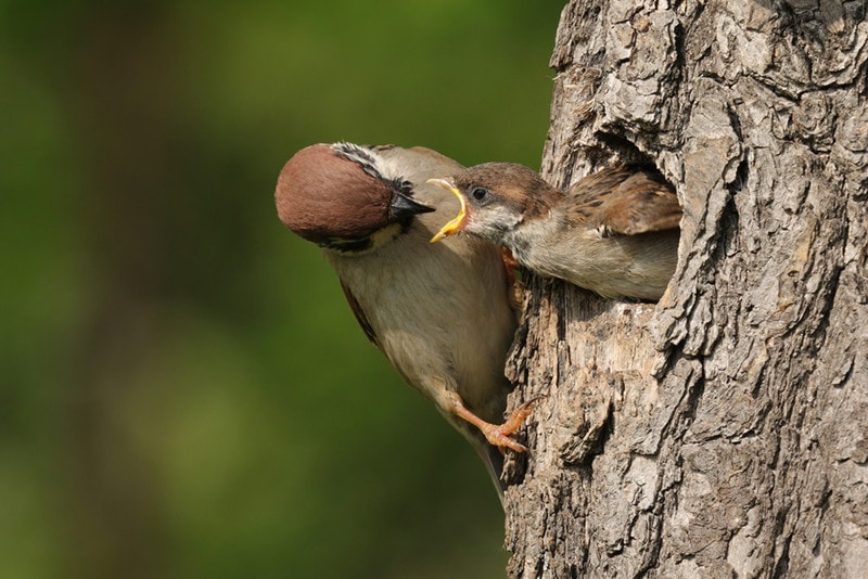 Baby Sparrows Feed Eating