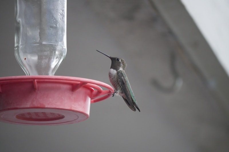 Black-chinned hummingbird on a bird feeder