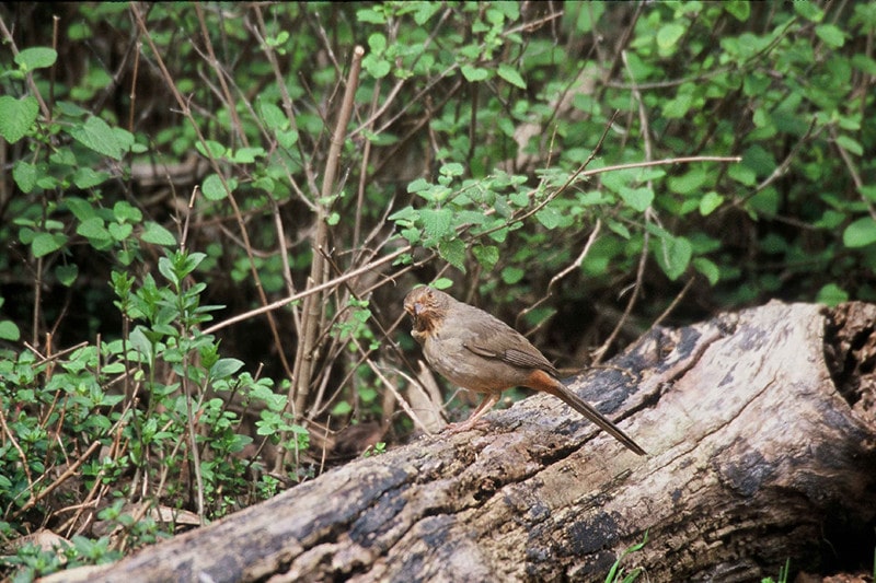 Canyon Towhee