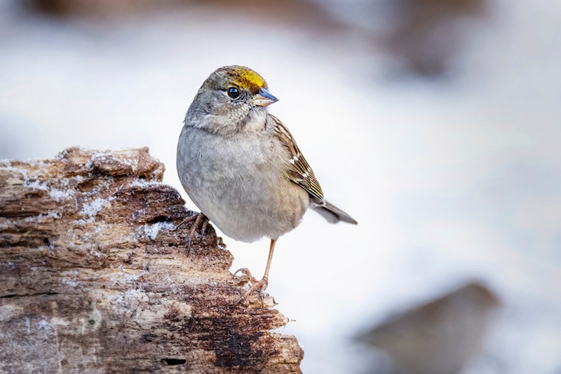 Golden Crowned Sparrow in the snow