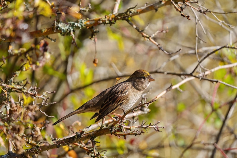 Golden-crowned Sparrow restings