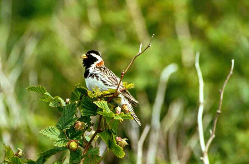 Lapland Longspur perched on a tree branch