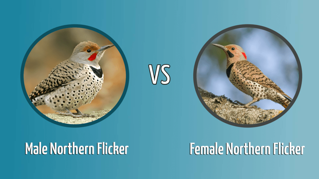 Male Northern Flicker vs female Northern Flicker