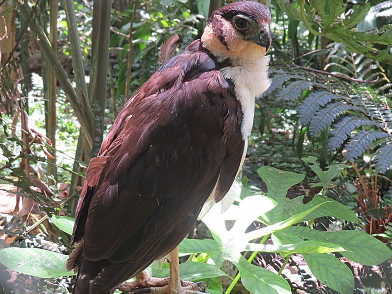 collared forest falcon Micrastur semitorquatus 