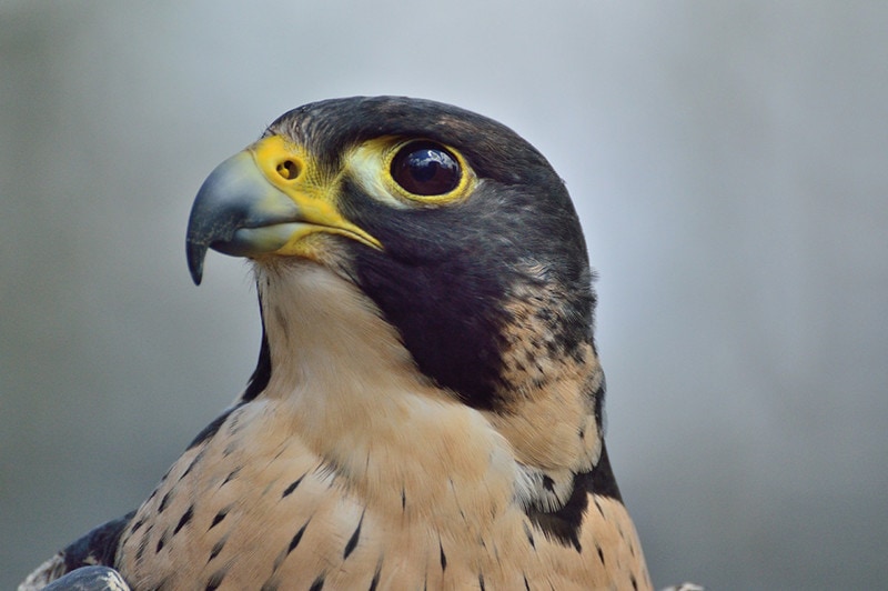 Peregrine Falcon Closeup