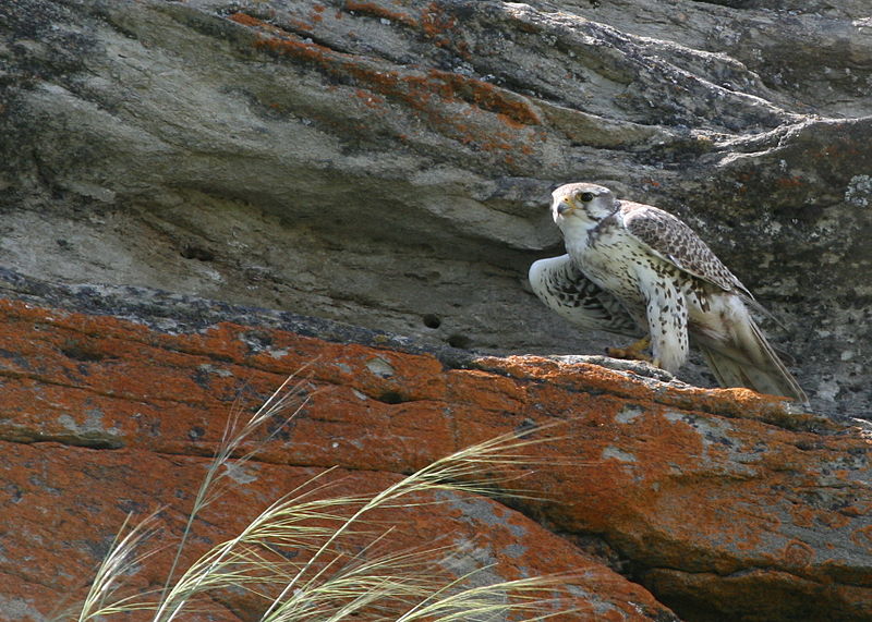 Prairie Falcon