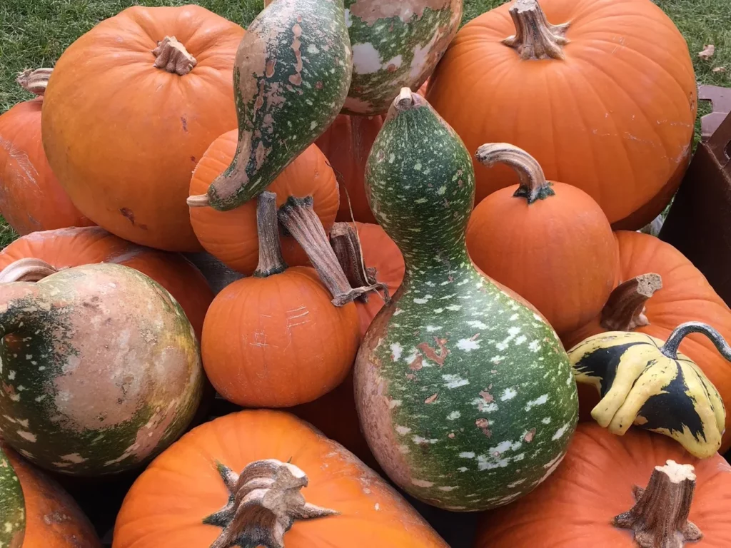 Pumpkin Birdhouse by press-citizen