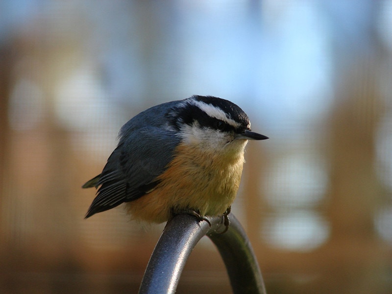 Red-Breasted Nuthatch