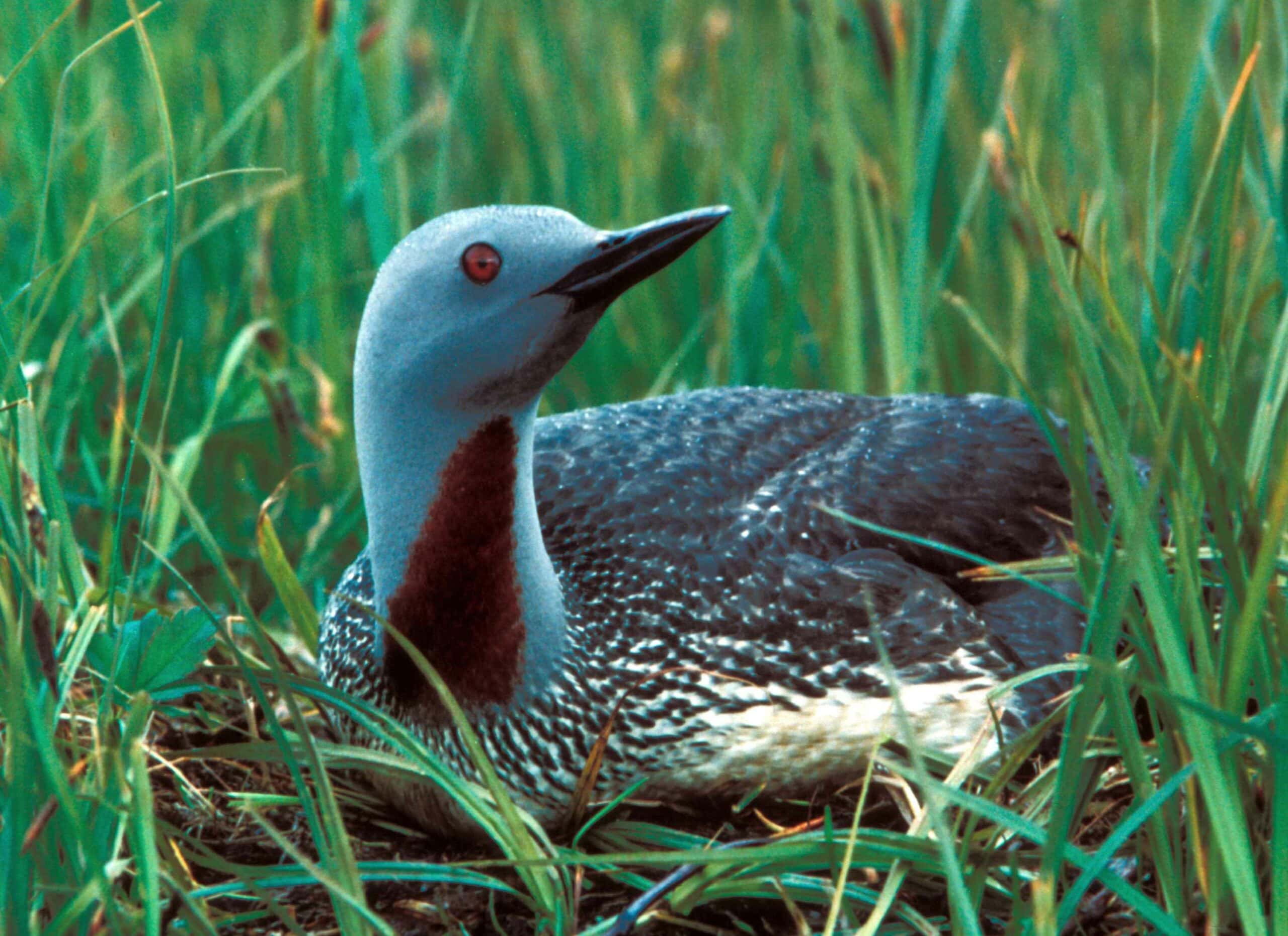 Red Throated Loon
