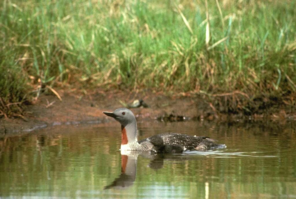 Red Throated Loon