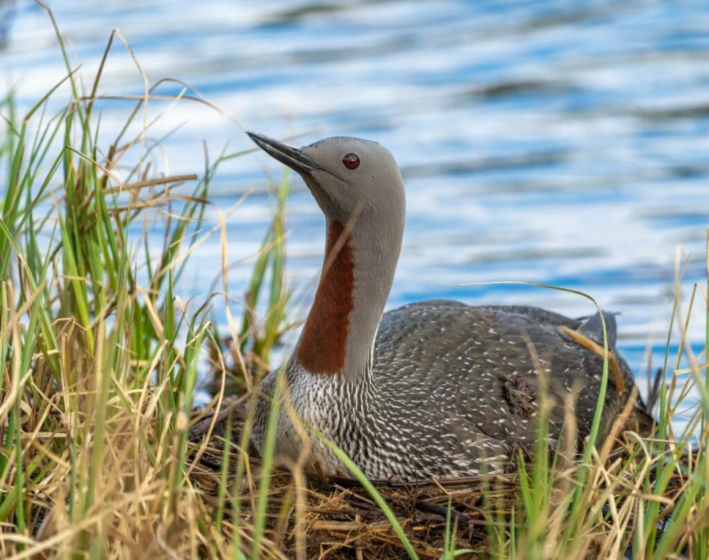 Red Throated Loon