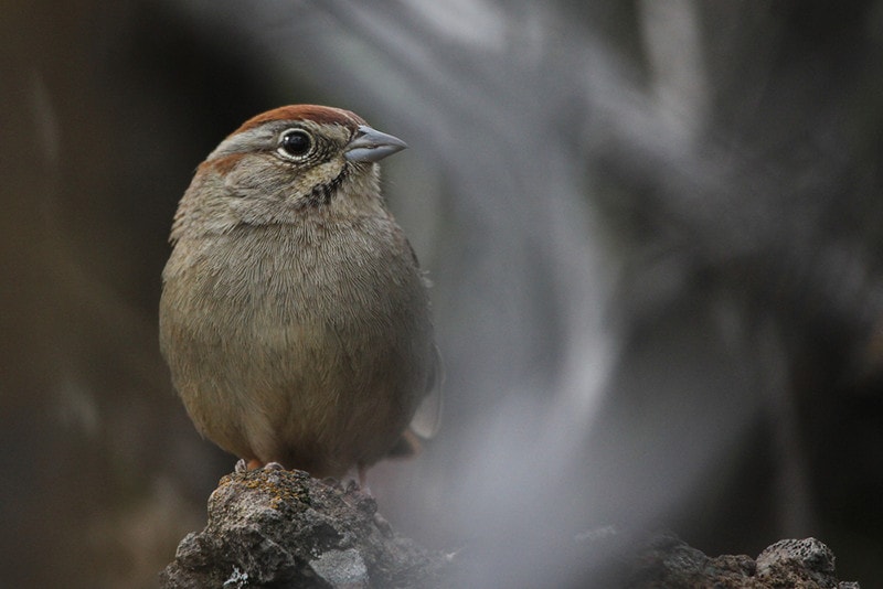 Rufous crowned Sparrow
