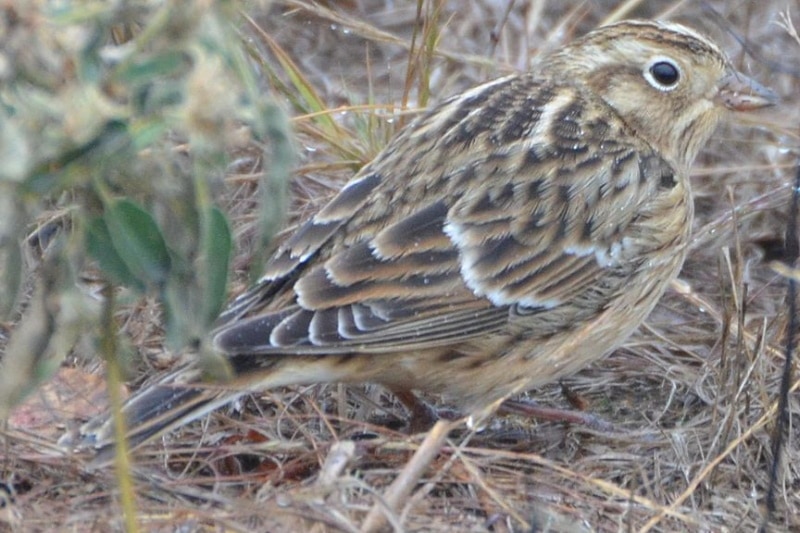 Smith's Longspur first winter bird