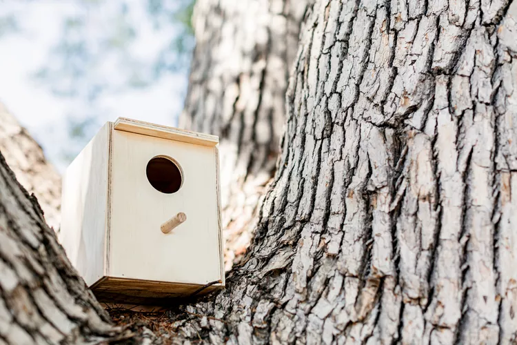 Standard Wooden Birdhouse by the spruce