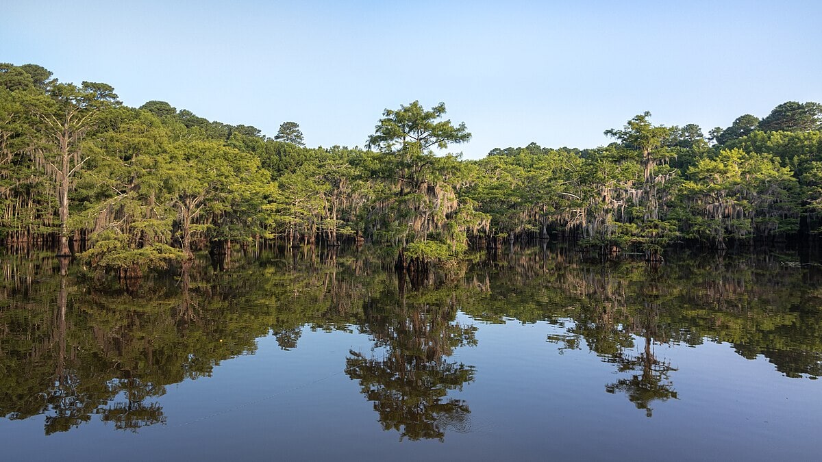 USA - Texas - Caddo Lake State Park - Mill Pond