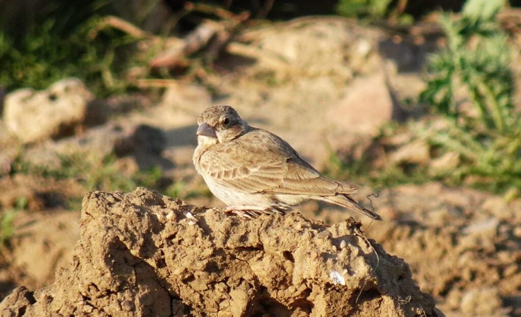 White Crowned Sparrow