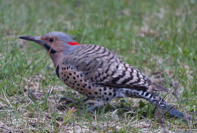 Yellow Shafted Northern Flicker
