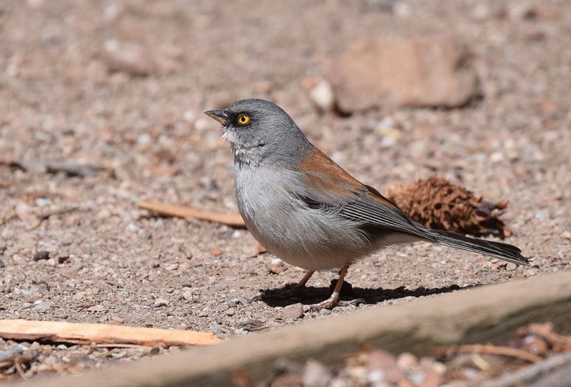 Yellow-eyed Junco