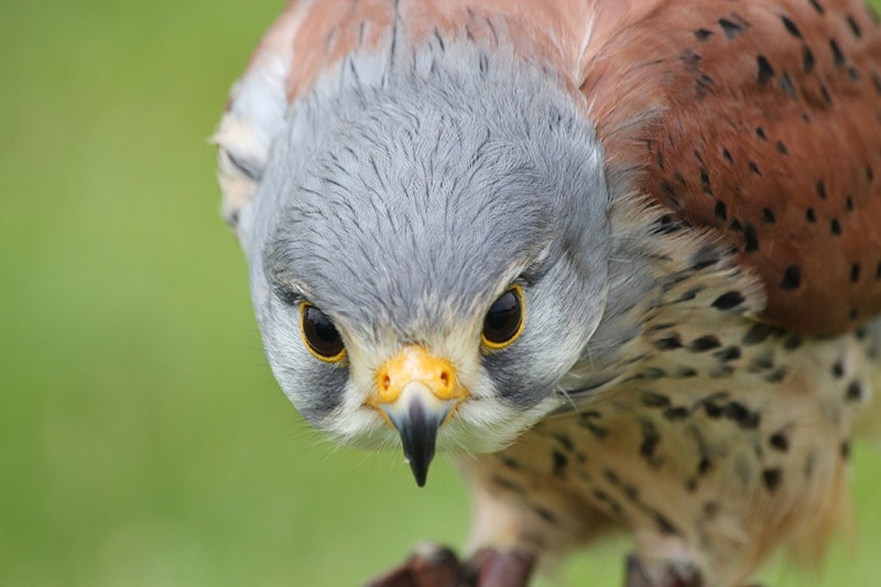close up of kestrel bird