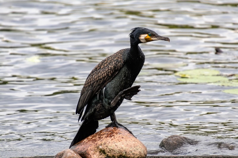 Cormorant vs. Loon How Are They Different? Optics Mag
