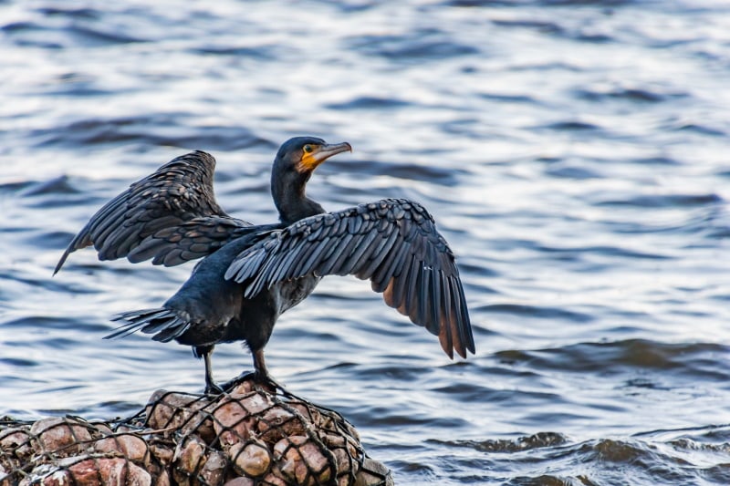 Cormorant vs. Loon How Are They Different? Optics Mag