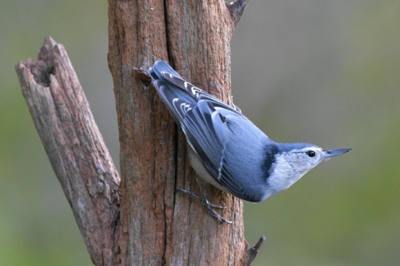 corsican nuthatch bird on tree_Jumpstory (1)