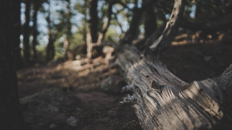 dead tree in forest for birds