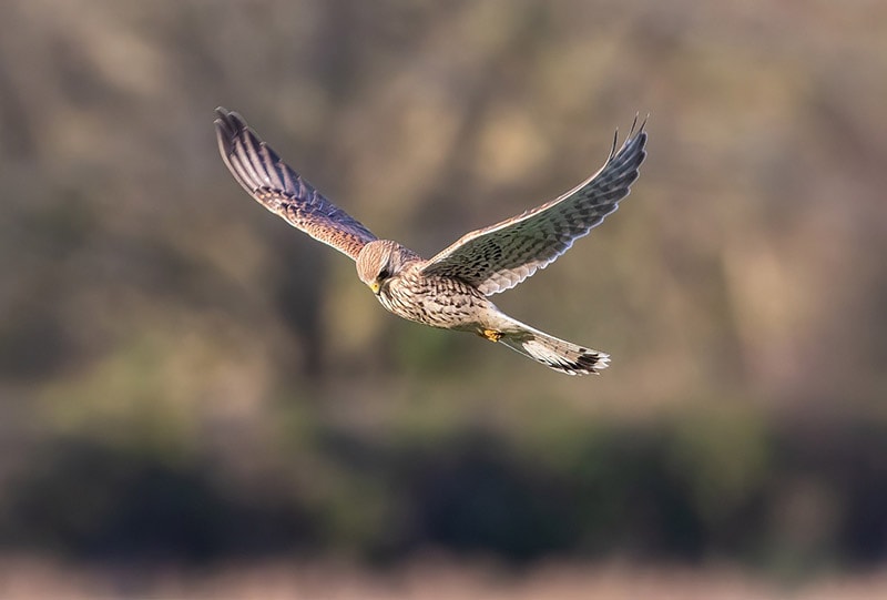 kestrel bird hovering in the air
