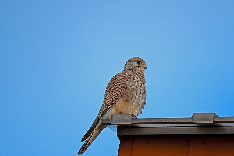 kestrel bird on a glass surface
