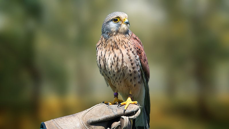 kestrel bird on a person's hand in gloves
