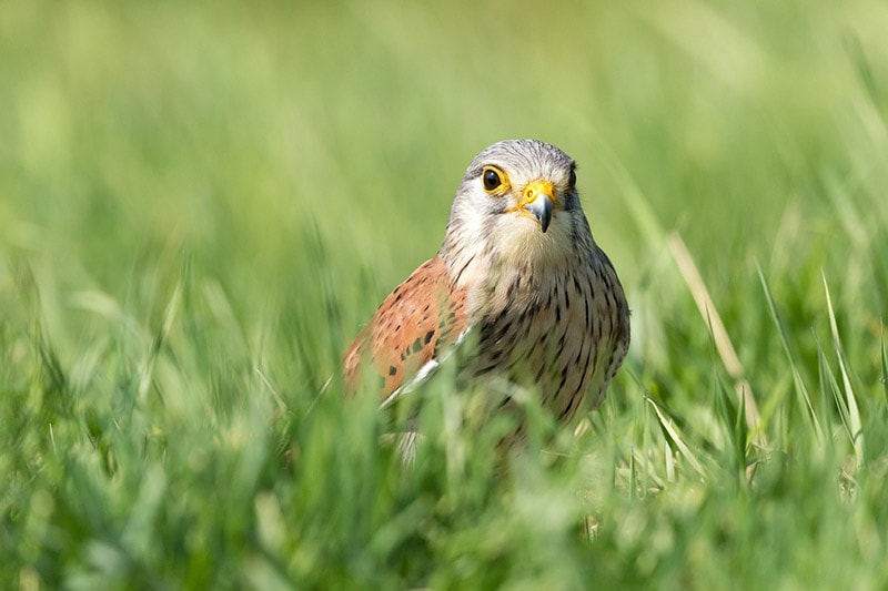 kestrel bird on long grass