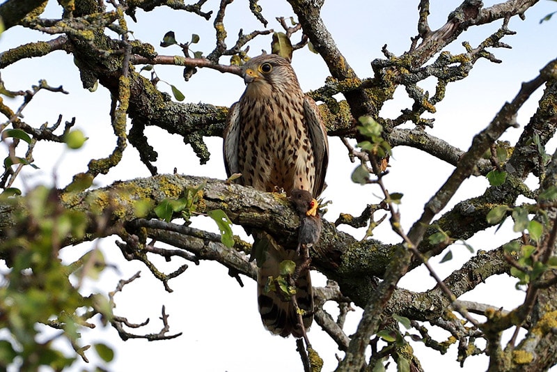 kestrel bird perching on a tree branch