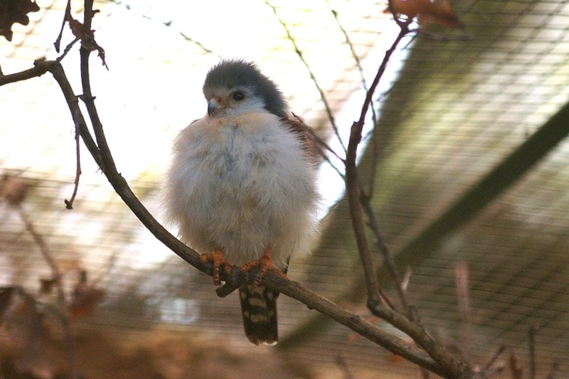 pygmy falcon perching on a branch